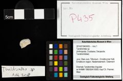 Foto (Objekt + Etiketten) von Tanidromites sp. 